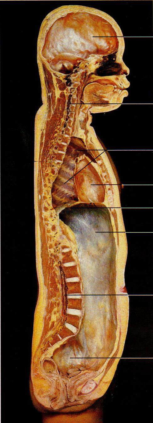 Cavidade do crânio Canal vertebral Cavidade torácica Cavidade do