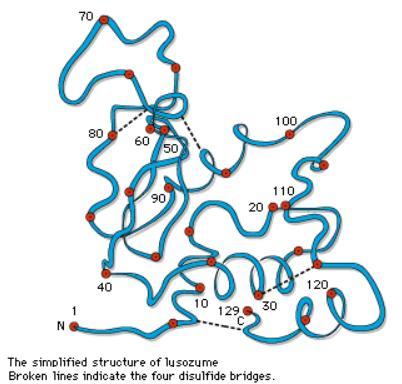 Papel do enxofre nos organismos vivos O enxofre é um dos seis constituintes principais dos organismos vivos, estando presente na estrutura de diversos aminoácidos na forma de grupos tiol (-SH), além