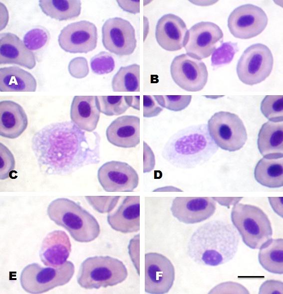 601 Trombócitos são células fusiformes, com citoplasma hialino e sem granulações. O núcleo ocupa boa parte da célula e acompanha o formato dela (Figura 3A).