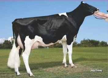 REG: HO31212 % RHA-I HO131 Maddox S-S-I MONTEREY MADDOX-ET Recomendado para quem busca produção de leite e longevidade.