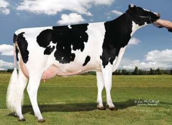 REG: HO3123231 1% RHA-NA T TL TY TD BETA-CASEÍNA: A1A2 HO133 Linus S-S-I MONTROSS LINUS-ET Montross x sire. Pedigree moderno para produzir vacas rentáveis.