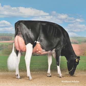 Galys-ray Atwood Guerande (EX-) Grand Champion & Supreme