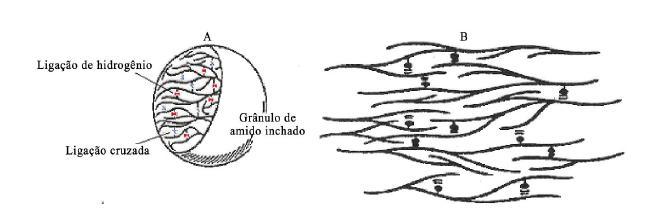Figura 5 Representação das ligações cruzadas no grânulo de amido e na estrutura (A): efeito sobre o grânulo de amido; (B) localização das ligações sobre o amido gelificado.