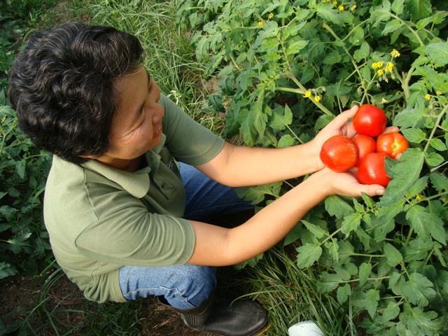 MUDANÇAS CLIMÁTICAS E AGRICULTURA Redução da emissão de gases do