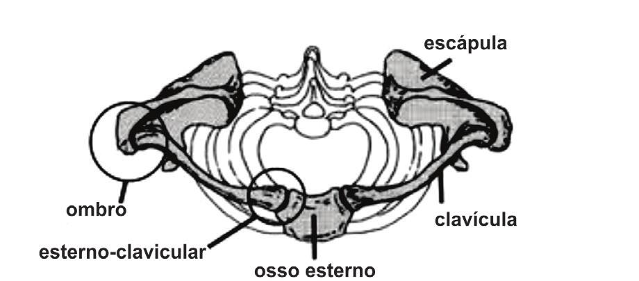 8 Esquartejamento Aspectos Técnicos, Psicológicos e Jurídicos Jorge Paulete Vanrell A cintura ou cíngulo