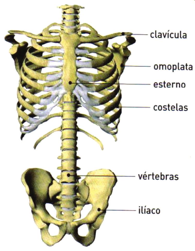 2 o corpo humano e suas divisões 9 As cinturas escapular e pélvica em posição (plano frontal) A separação das partes Se por um lado é complexa a formação de um corpo e a integração anatômica de suas