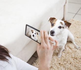 Comece com calma Para acostumar o seu pet com as lentes, comece apresentando e colocando a câmera perto dele aos poucos, para que ele se familiarize com a máquina.