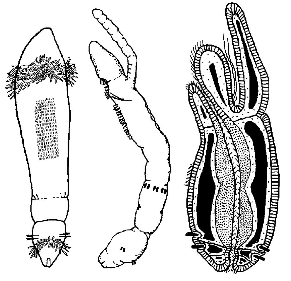 A B C Figura 41A-B. Larvae of Pogonophora. A, recente larva de Siboglinum caulleryi (após Ivanov ( 1975; B, última larva de S.