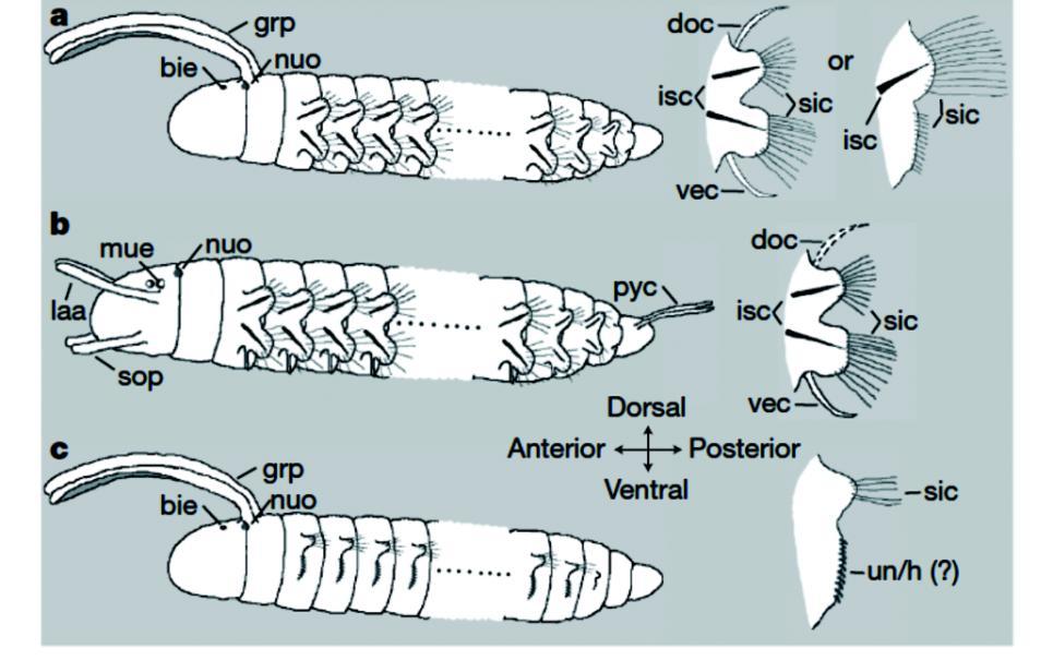 Figura 9. Esquema evolutivo para poliquetas anelídeos evidenciando a origem dos parapódios. Note a determinação da posição do eixo corporal em ventral e dorsal, anterior e posterior.