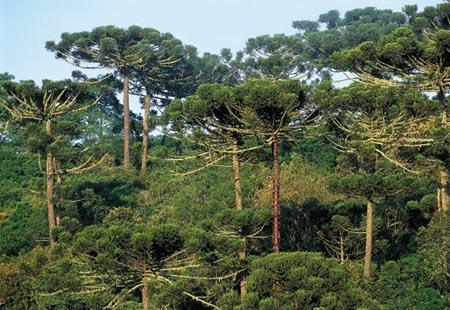 Floresta Ombrófila Mista Fonte: