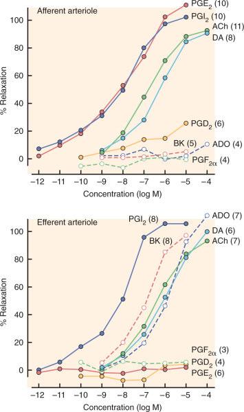 por stress, angiotensina II e estimulação simpática Óxido nítrico (NO): Vasodilatador (fator relaxante derivado do endotélio) resistência periférica Inibição da NO-sintase produz PA Bradicinina: Os