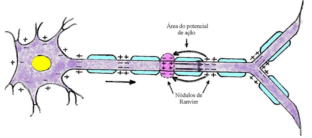 Capítulo 3: Parte 2 5 6) Esta transmissão ao longo dos axônios ocorre nos neurônios que não possuem bainha de rnielina.