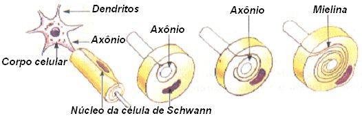 AXÔNIO BAINHA DE MIELINA No caso dos axônios mielinizados envolvidos pelas células de