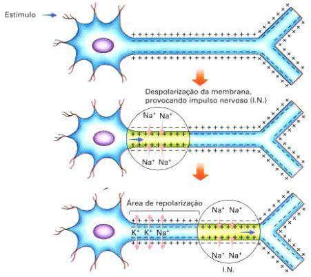 POTENCIAL DE AÇÃO Ao ser estimulada, uma pequena região da membrana torna-se permeável ao sódio (abertura dos canais de sódio) sódio atravessa a membrana no sentido do interior da célula acompanhado