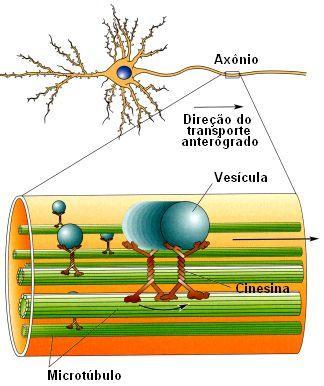 TRANSPORTE AXOPLASMÁTICO Proteínas axonais sintetizadas no soma, empacotadas em vesículas membranosas e transportadas pela proteína cinesina até o axônio