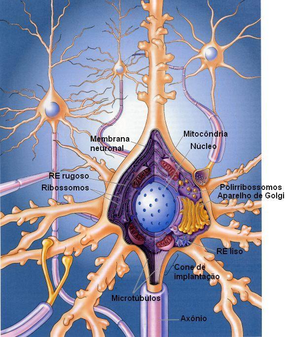 composição protéica varia de acordo com a região da célula: soma, dendritos ou axônio. Citoplasma: Citosol: fluido aquoso coloidal rico em potássio, que preenche o interior do soma.