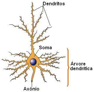 NEURÔNIOS - DENDRITOS Assemelham-se a ramos de uma árvore à medida em que se afastam do soma árvore dendrítica.