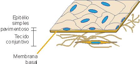 Epitélio simples pavimentoso - Única camada de