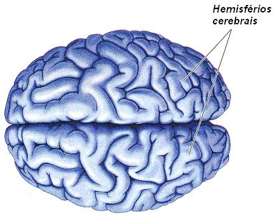 CÉREBRO 2 Hemisférios ligados pelo corpo caloso Córtex cerebral (parte externa): formado