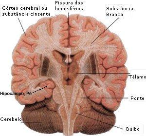 substância branca (axônios de neurônios) No córtex cerebral existem inúmeras dobras, as