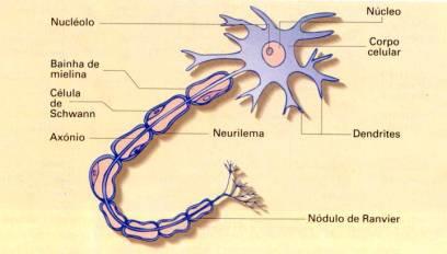 CÉLULAS NERVOSAS O tecido nervoso é constituído de dois tipos de células: neurônio e neuróglia (células da glia) NEURÔNIO Corpo celular local onde estão presentes o núcleo, o citoplasma e estão