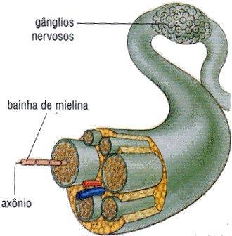 NERVOS E GÂNGLIOS Nervos: formados por vários axônios de neurônios envolvidos por uma