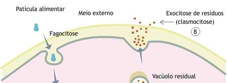 br/upload/conteudo/images/reticulo%20endoplasmatico%20liso.jpg http://brasilescola.