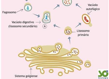 jpg Com Membrana: LISOSSOMO Digestão Com Membrana: LISOSSOMO Digestão Autofagia: