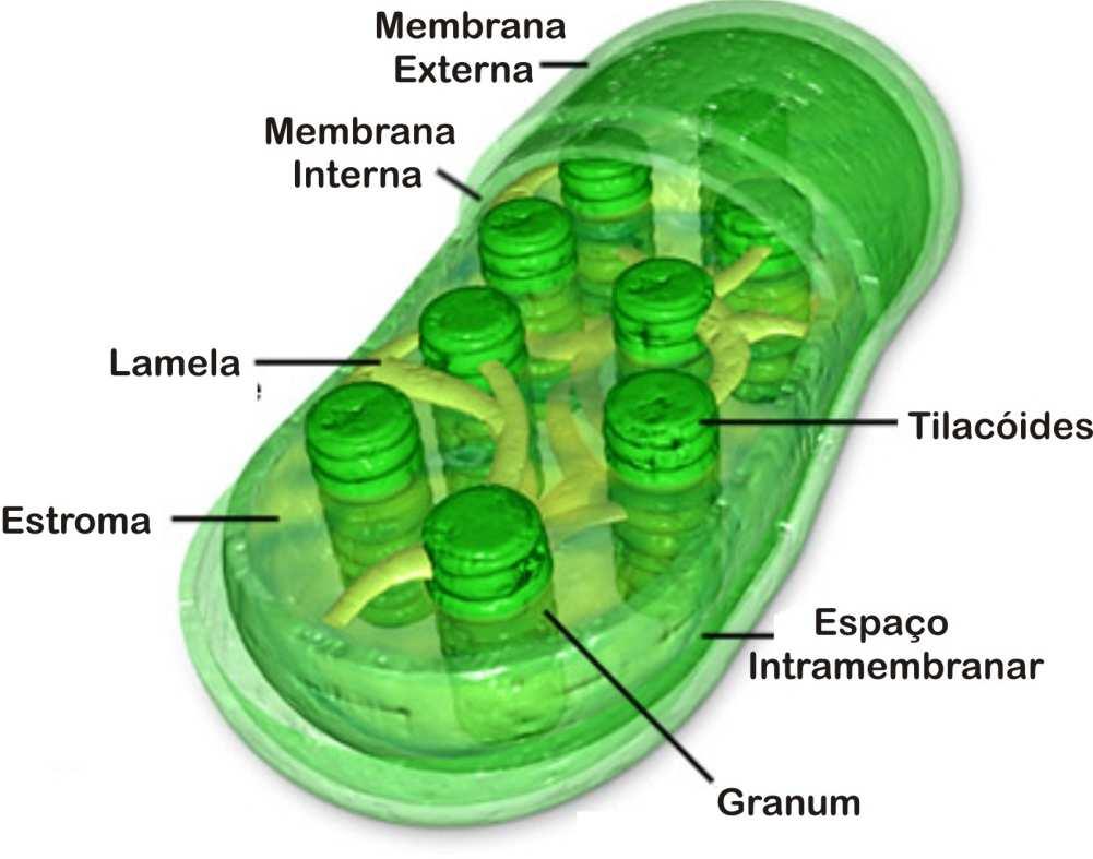 substâncias energéticas (Amido) Cloroplastos: