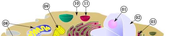 Pontos Identifique as organelas e diga suas funções 10