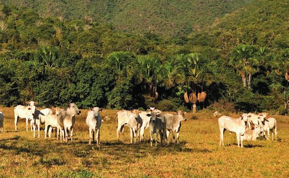 SUMÁRIO EXECUTIVO INTENSIFICAÇÃO SUSTENTÁVEL DA PECUÁRIA DE CORTE EM MATO GROSSO Leila Harfuch