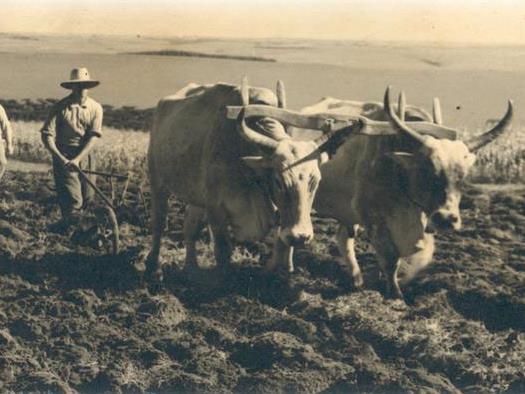 Agricultura no Brasil seguia em marcha lenta 1930.