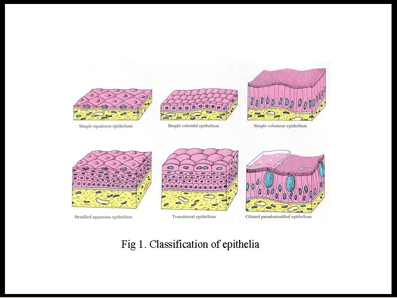 Tecido epitelial: Glandular Proliferação