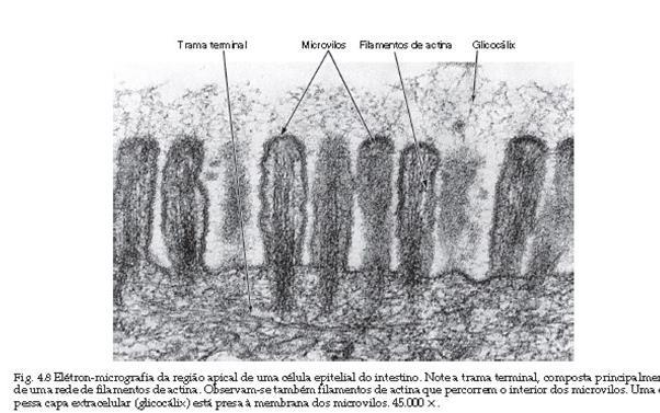 Tecido epitelial: características gerais Especializações da superfície apical: Estereocílios (=microvilos + alongados células de revestimento do epidídimo e canal deferente) Pêlos sensoriais