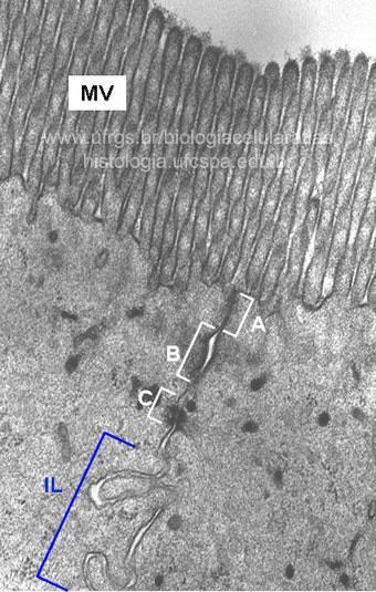 oclusiva (A); Zônula aderente (B); Desmossomo (C); Interdigitações laterais (IL). Microvilos (MV) no ápice celular.
