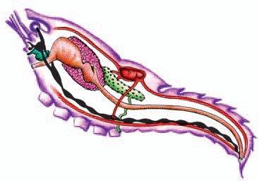 Gânglio cerebral Glândula verde Boca Estômago Hepatopâncreas (glândula