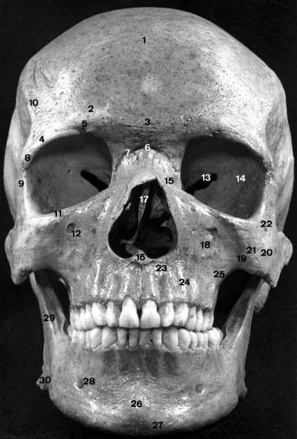 22 SISTEMA ESQUELÉTICO Figura 2-3 Norma* facial. Vista anterior do crânio.