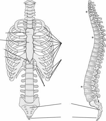 20 SISTEMA ESQUELÉTICO A B Vértebras cervicais C1-C VII Esterno manúbrio corpo processo xifóide Cartilagem costal Costelas verdadeiras I-VII Costelas falsas VIII-X Vértebras torácicas T1-T XII Figura