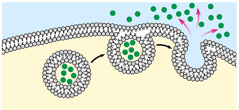 Exocitose Transporte de grandes moléculas ou partículas através da membrana Uma vesícula pode se fundir com