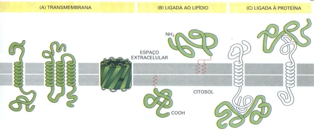Proteínas da Membrana Proteínas