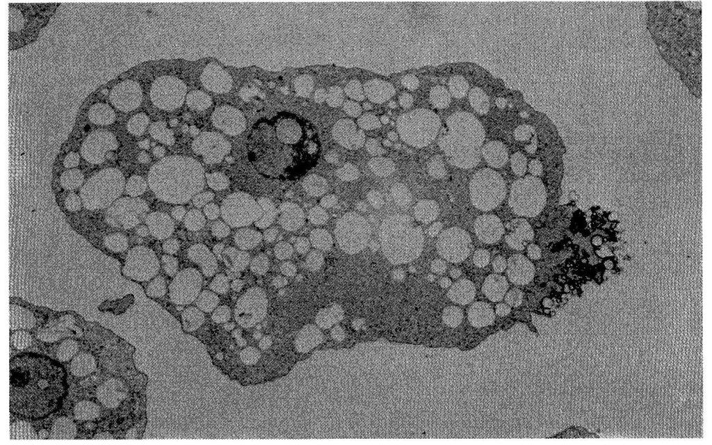 Membrana plasmática: estrutura lipoprotéica fluida Experimento utilizando a