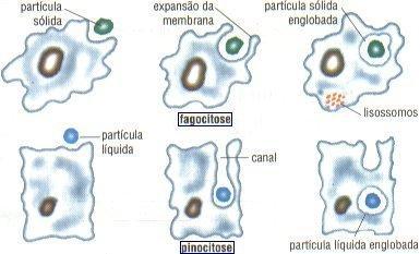 Endocitose: