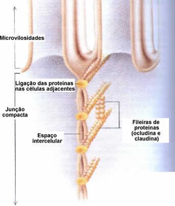 Junção ou