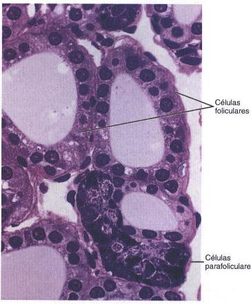 Tireoide Células Foliculares Tirócito Tiroxina (T4) Triiodotironina (T3)