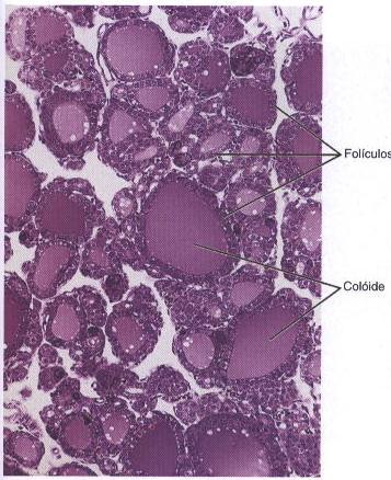 Tireoide Produto de Secreção Colóide Glicoproteína: