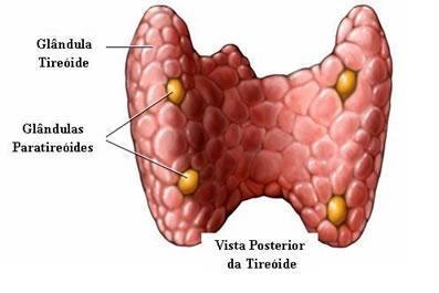 Definição Morfologia Cápsula Trabéculas