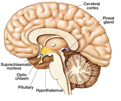 Glândula Pineal ou Epífise Localização http://mickbernard.blogspot.com.