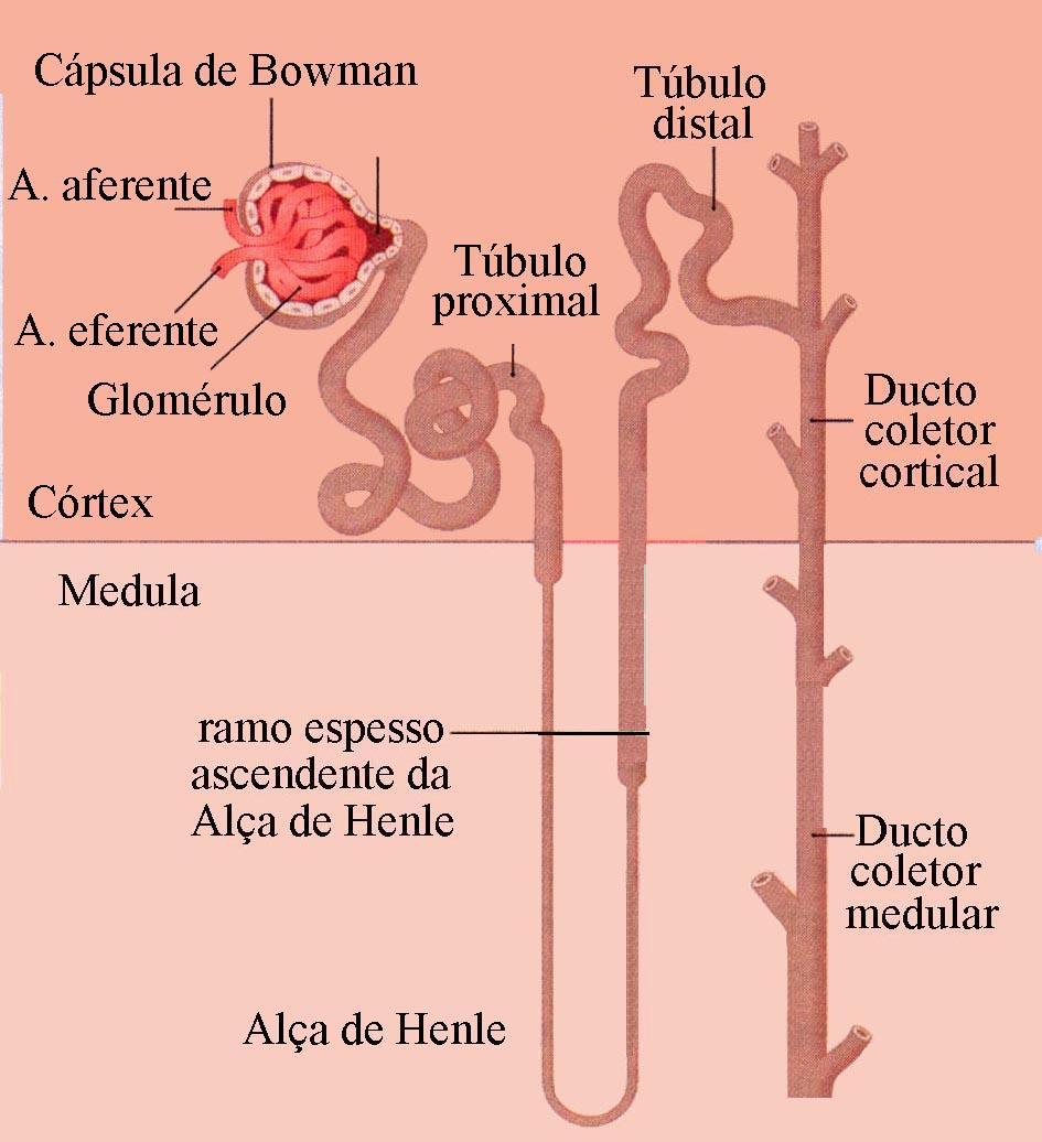 ESTRUTURA