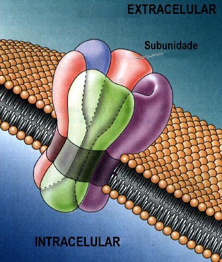 Nos animais que possuem um sistema circulatório fechado, o fluido extracelular está distribuído em dois sub-compartimentos: o intersticial e o intravascular (plasma).
