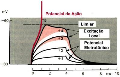 As alterações do Em durante o PA são causadas pelo fluxo de íons (cargas elétricas) através da membrana.